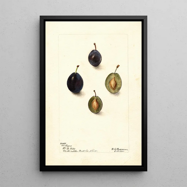Prunus domestica Mt - Deborah Griscom Passmore — gerahmtes Bild an der Wand