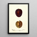 Reproduktion des Gemäldes Prunus domestica Pacific Prune - Deborah Griscom Passmore