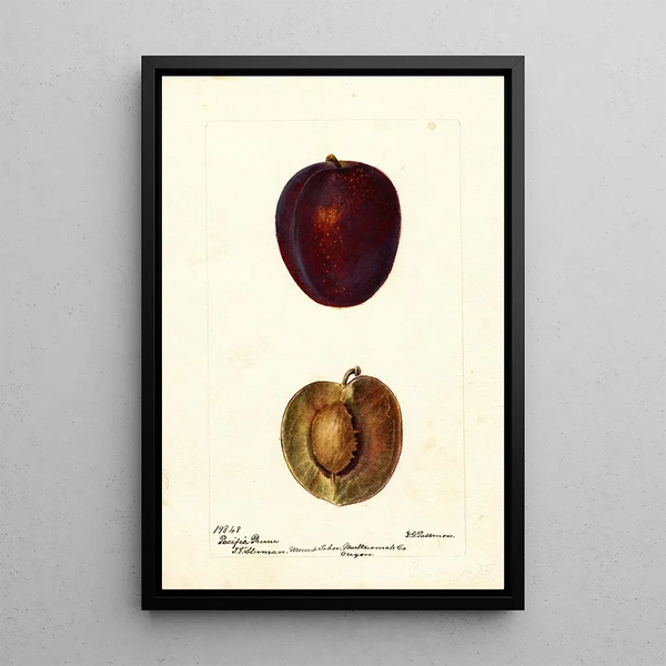 Reproduktion des Gemäldes Prunus domestica Pacific Prune - Deborah Griscom Passmore
