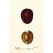 Reproduktion des Gemäldes Prunus domestica Pacific Prune - Deborah Griscom Passmore