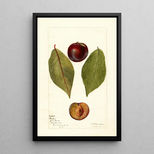 Reproduktion des Gemäldes Prunus domestica Pander - Deborah Griscom Passmore