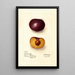Prunus domestica Simon - Deborah Griscom Passmore — gerahmtes Bild an der Wand