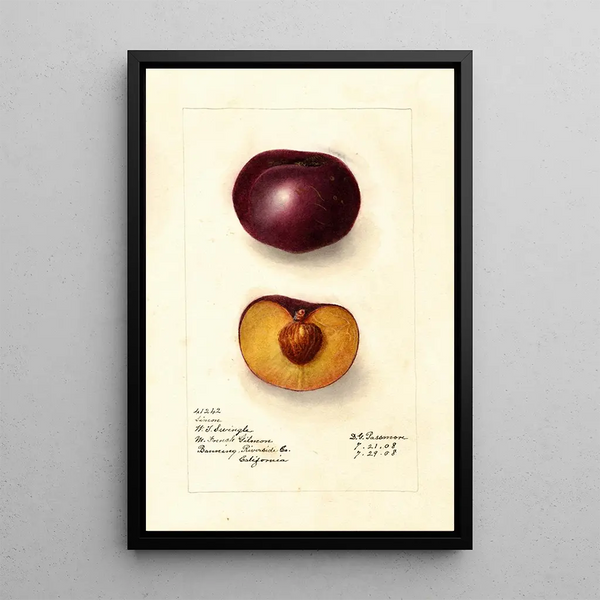 Prunus domestica Simon - Deborah Griscom Passmore — gerahmtes Bild an der Wand