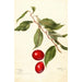Prunus domestica Sophie - Deborah Griscom Passmore — Ansicht des Kunstwerks