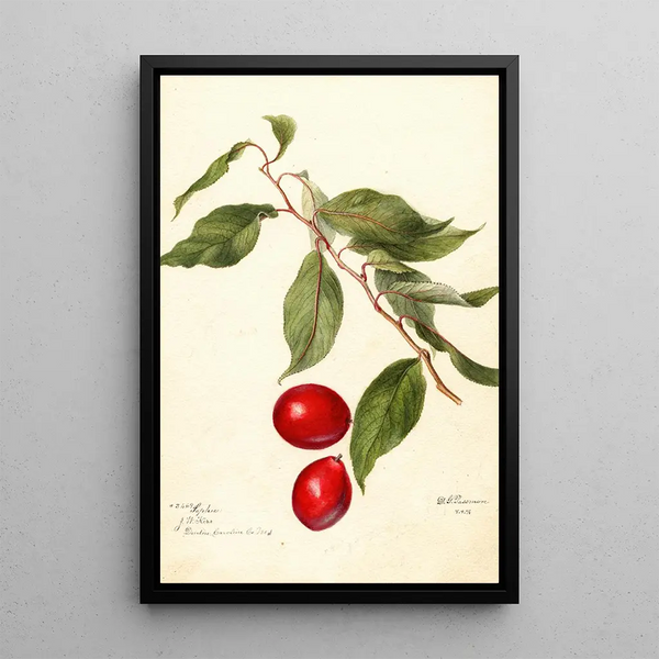 Prunus domestica Sophie - Deborah Griscom Passmore — gerahmtes Bild an der Wand