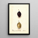 Reproduktion des Gemäldes Prunus domestica Splendor - Deborah Griscom Passmore