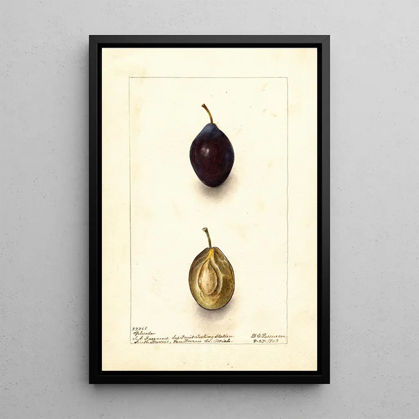Reproduktion des Gemäldes Prunus domestica Splendor - Deborah Griscom Passmore