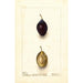 Reproduktion des Gemäldes Prunus domestica Splendor - Deborah Griscom Passmore