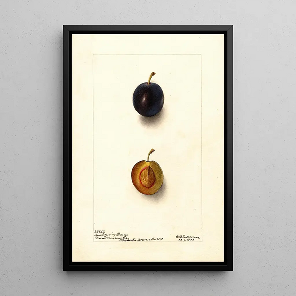 Prunus domestica Thanksgiving Prune - Deborah Griscom Passmore — gerahmtes Bild an der Wand