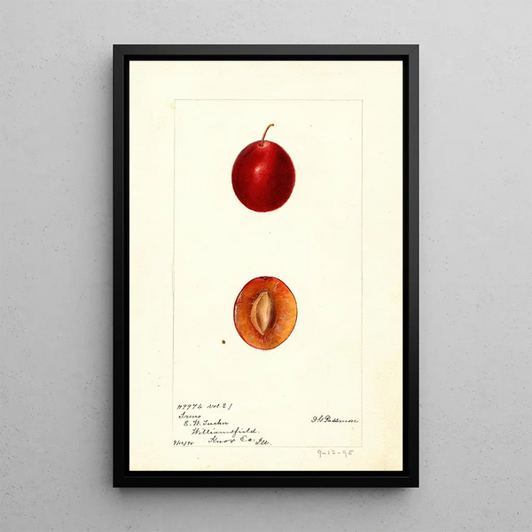 Reproduktion des Gemäldes Prunus domestica Truro - Deborah Griscom Passmore