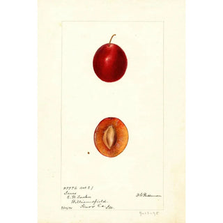 Deborah Griscom Passmore - Prunus domestica Truro.webp