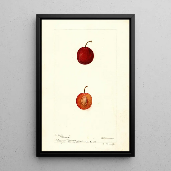 Reproduktion des Gemäldes Prunus domestica Warren - Deborah Griscom Passmore