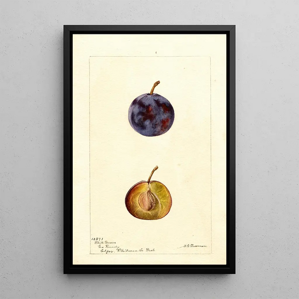 Reproduktion des Gemäldes Prunus domestica White Queen - Deborah Griscom Passmore