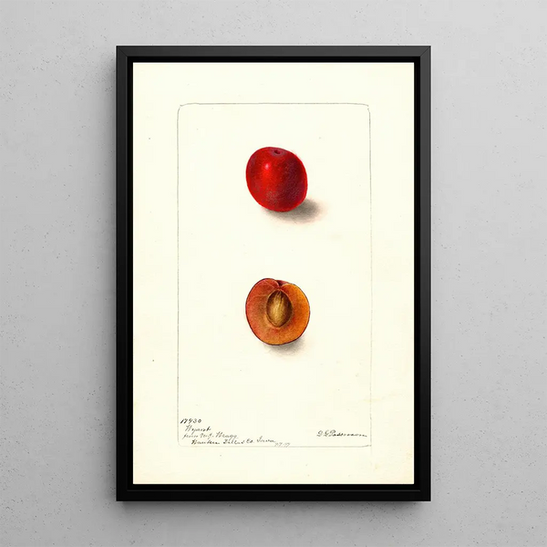 Reproduktion des Gemäldes Prunus domestica Wyant - Deborah Griscom Passmore