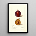 Reproduktion des Gemäldes Prunus domestica Yamhill - Deborah Griscom Passmore