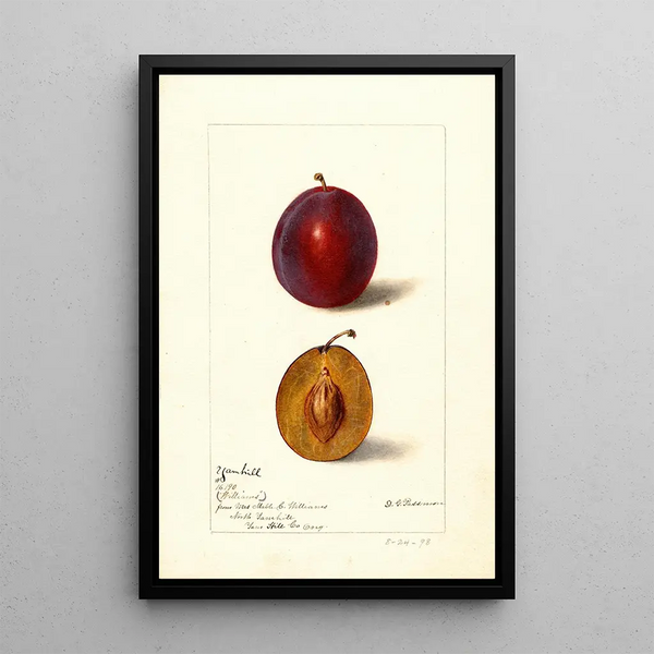 Reproduktion des Gemäldes Prunus domestica Yamhill - Deborah Griscom Passmore