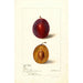 Reproduktion des Gemäldes Prunus domestica Yamhill - Deborah Griscom Passmore