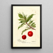 Reproduktion des Gemäldes Prunus domestica Yosobe - Deborah Griscom Passmore