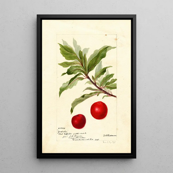 Reproduktion des Gemäldes Prunus domestica Yosobe - Deborah Griscom Passmore
