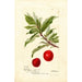 Reproduktion des Gemäldes Prunus domestica Yosobe - Deborah Griscom Passmore