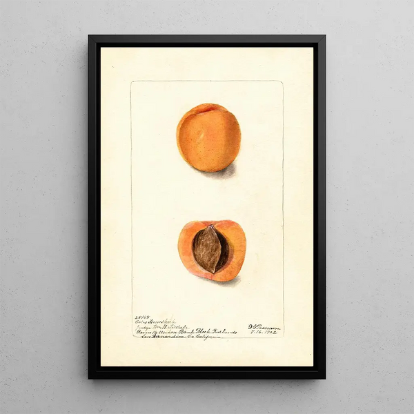 Reproduktion des Gemäldes Prunus mume Coles Hemskirk - Deborah Griscom Passmore