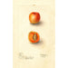 Reproduktion des Gemäldes Prunus mume Royal - Deborah Griscom Passmore