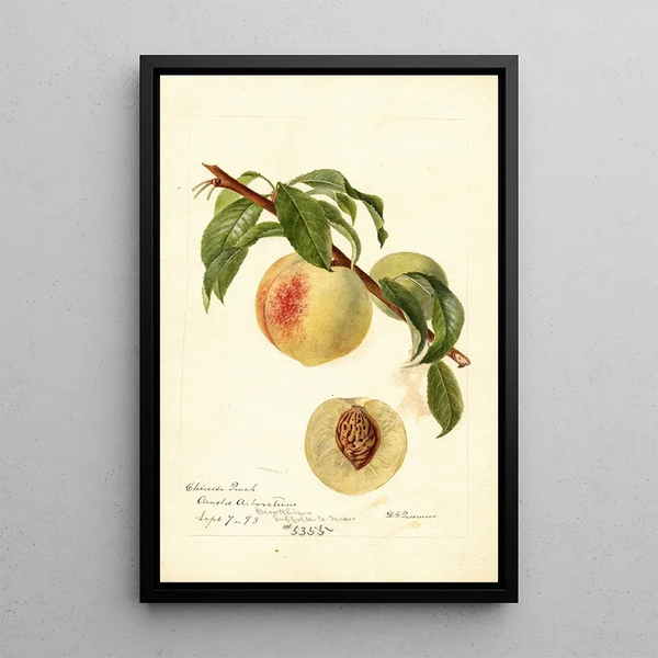 Reproduktion des Gemäldes Prunus persica Chinese - Deborah Griscom Passmore