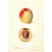 Prunus persica Connett - Deborah Griscom Passmore — Ansicht des Kunstwerks