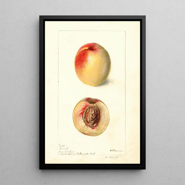 Prunus persica Connett - Deborah Griscom Passmore — gerahmtes Bild an der Wand