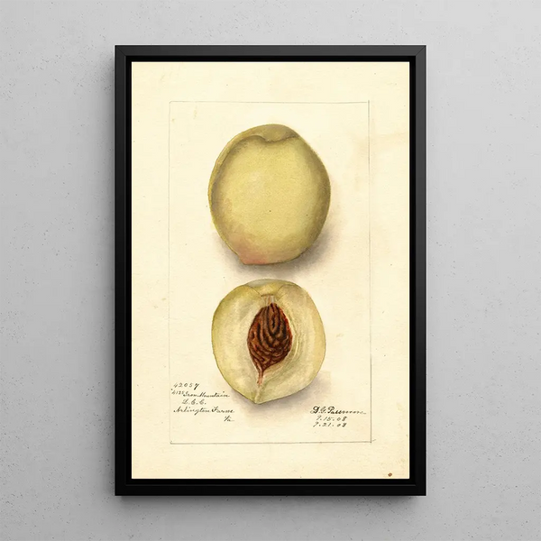 Prunus persica Iron Mountain - Deborah Griscom Passmore — gerahmtes Bild an der Wand