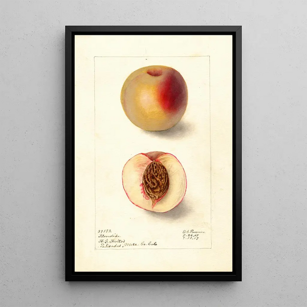 Reproduktion des Gemäldes Prunus persica Klondike - Deborah Griscom Passmore