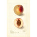 Reproduktion des Gemäldes Prunus persica Klondike - Deborah Griscom Passmore