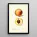 Reproduktion des Gemäldes Prunus persica Mammoth Strawberry - Deborah Griscom Passmore