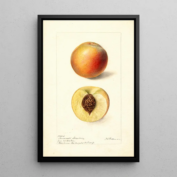 Reproduktion des Gemäldes Prunus persica Mammoth Strawberry - Deborah Griscom Passmore