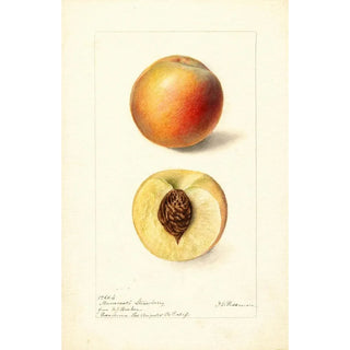 Deborah Griscom Passmore - Prunus persica Mammoth Strawberry.webp
