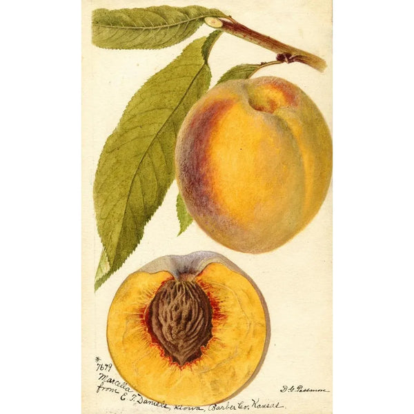 Prunus persica Marcella - Deborah Griscom Passmore — gerahmtes Bild an der Wand