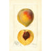 Prunus persica Mathews Beauty - Deborah Griscom Passmore — Ansicht des Kunstwerks