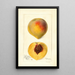 Prunus persica Mathews Beauty - Deborah Griscom Passmore — gerahmtes Bild an der Wand