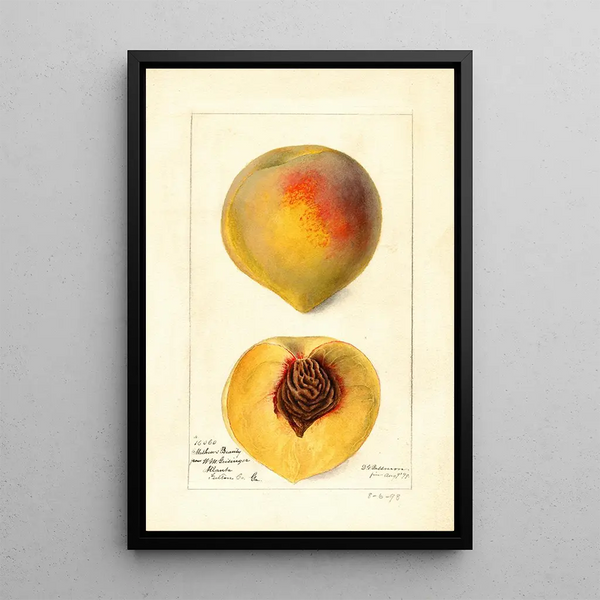 Prunus persica Mathews Beauty - Deborah Griscom Passmore — gerahmtes Bild an der Wand