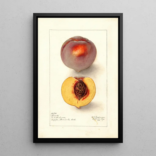 Reproduktion des Gemäldes Prunus persica Micado - Deborah Griscom Passmore