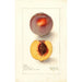 Reproduktion des Gemäldes Prunus persica Micado - Deborah Griscom Passmore