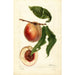 Prunus persica Nysson - Deborah Griscom Passmore — Ansicht des Kunstwerks