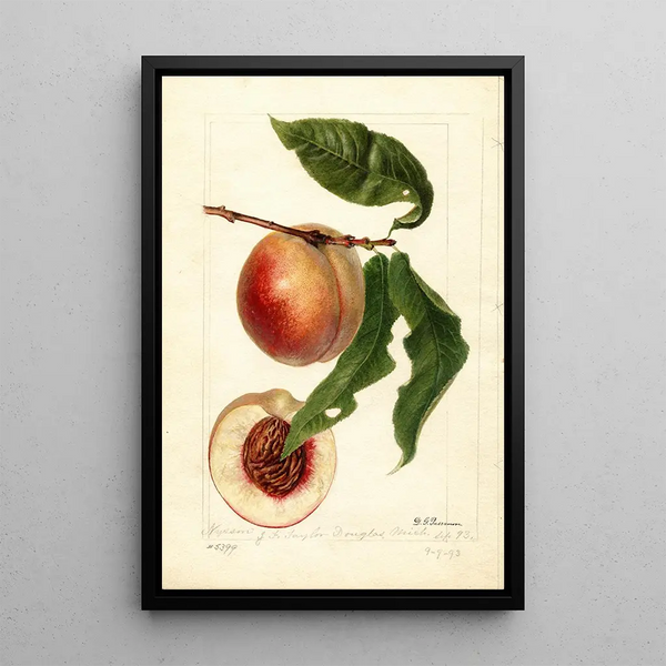 Prunus persica Nysson - Deborah Griscom Passmore — gerahmtes Bild an der Wand