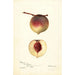 Prunus persica Rodgers - Deborah Griscom Passmore — Ansicht des Kunstwerks
