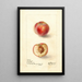 Prunus persica Sea Eagle - Deborah Griscom Passmore — gerahmtes Bild an der Wand