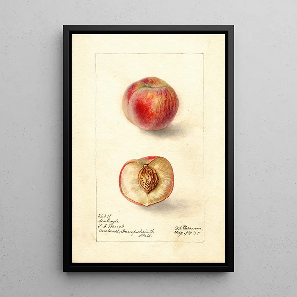 Prunus persica Sea Eagle - Deborah Griscom Passmore — gerahmtes Bild an der Wand