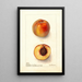 Reproduktion des Gemäldes Prunus persica Worthen - Deborah Griscom Passmore