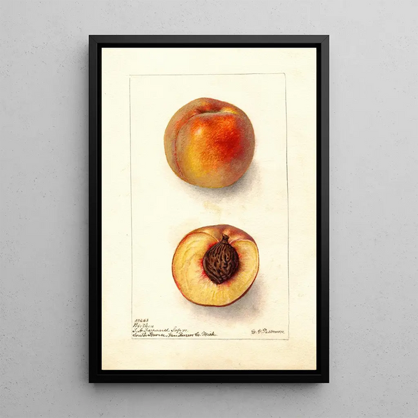 Reproduktion des Gemäldes Prunus persica Worthen - Deborah Griscom Passmore