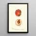 Reproduktion des Gemäldes Prunus persica Yum Yum - Deborah Griscom Passmore