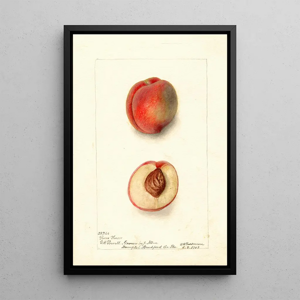 Reproduktion des Gemäldes Prunus persica Yum Yum - Deborah Griscom Passmore